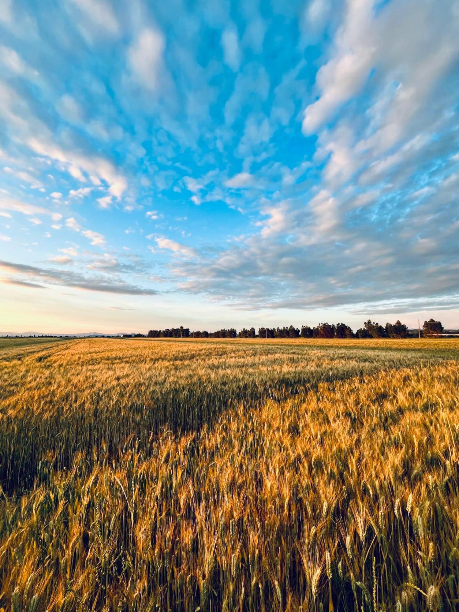 Agriturismo Salcino Grosseto Zewnętrze zdjęcie
